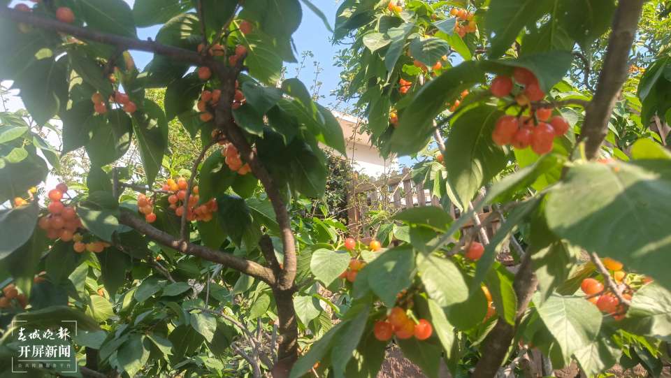 美好生活在云南|昭通鲁甸樱桃文化旅游节将于4月20日启幕