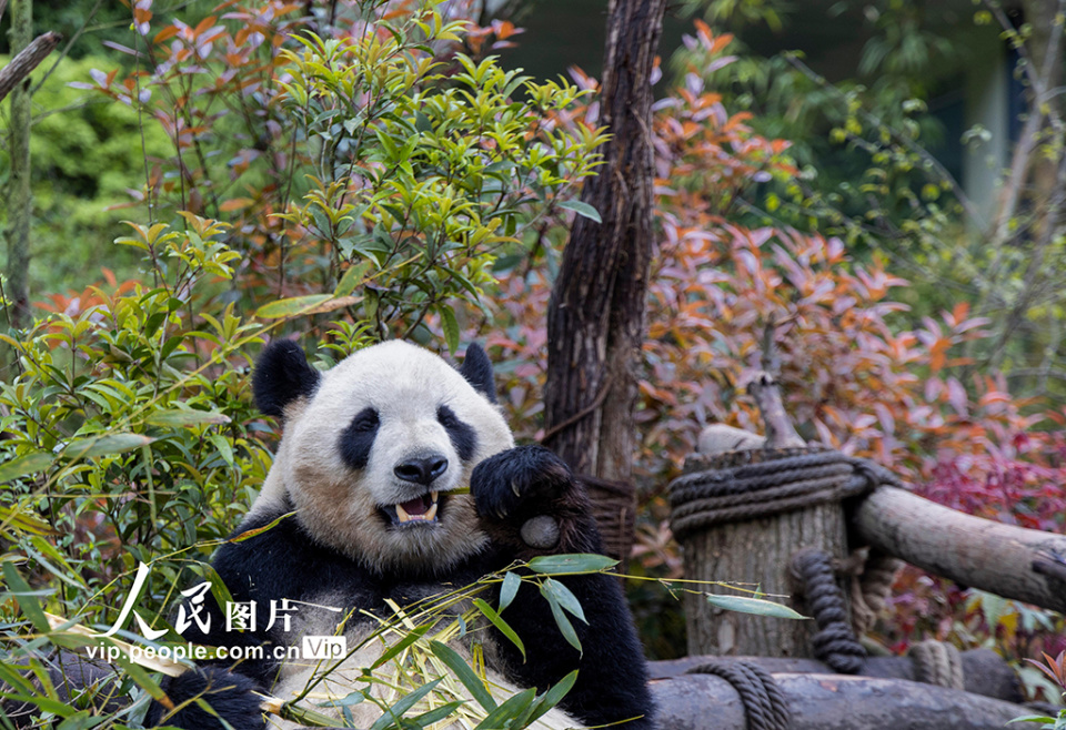 四川都江堰大熊猫萌态十足惹人爱