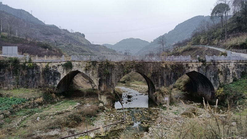 修文县洒坪镇蜈蚣桥村加强果园管理提升蜜李品质