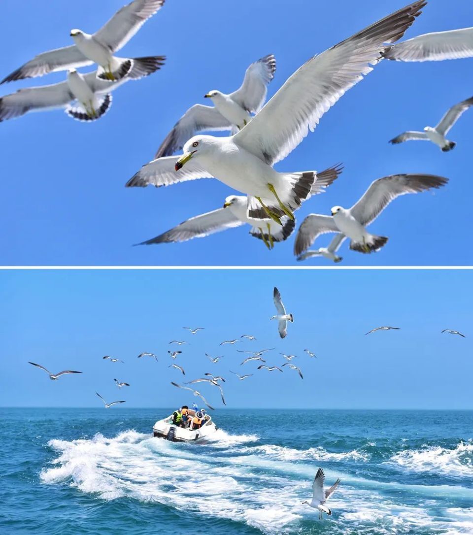 么么锐乘坐快艇环岛是海驴岛特色的项目,乘坐一次快艇,可以喂食海鸥