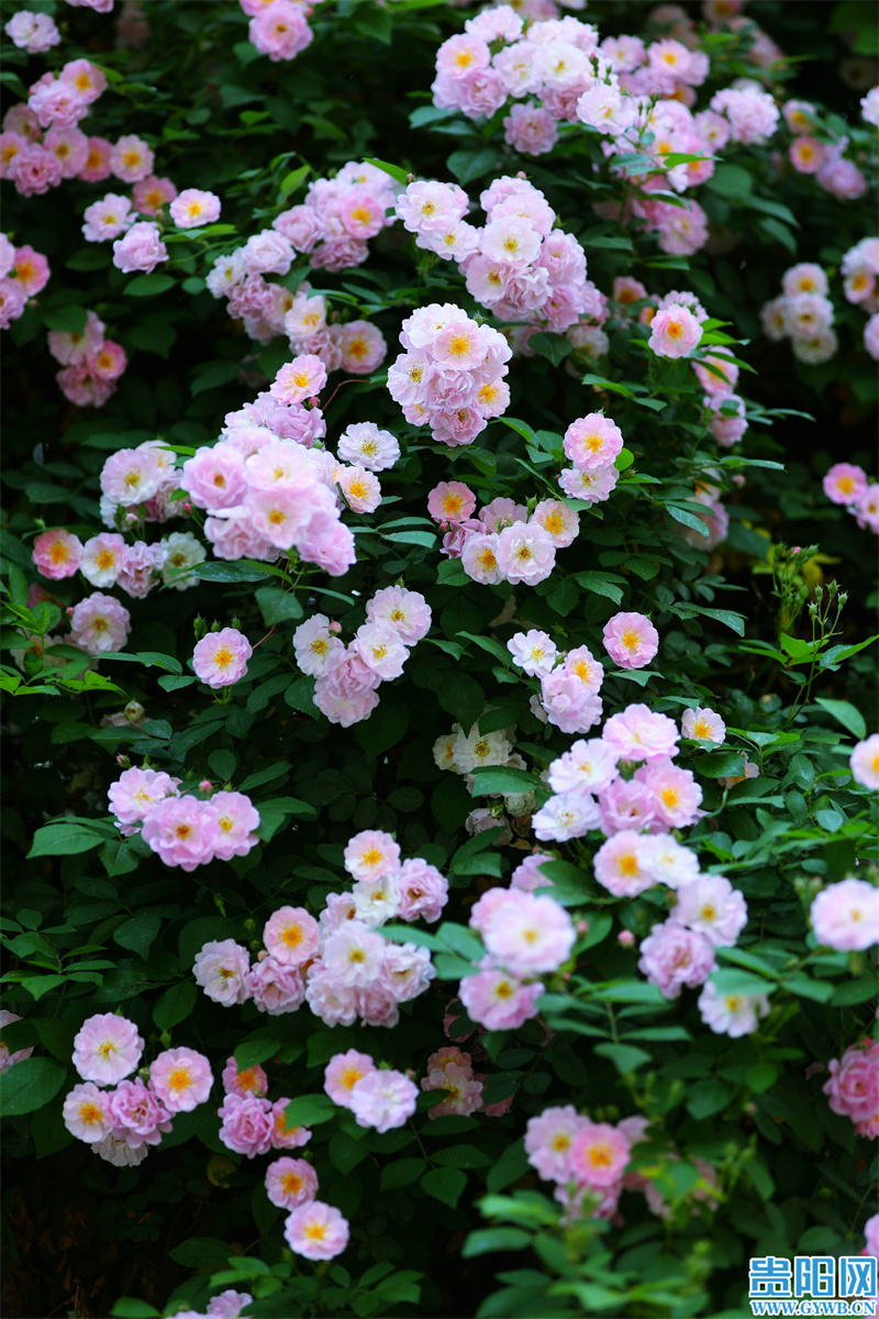 蔷薇花上线,市民争相打卡