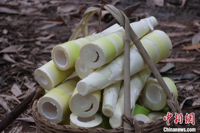 "麻竹笋全身都是宝,"作为村里种植大户,曾叔说,成