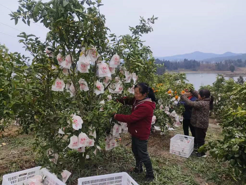 早春耙耙柑晚熟上市 农民喜丰收_腾讯新闻