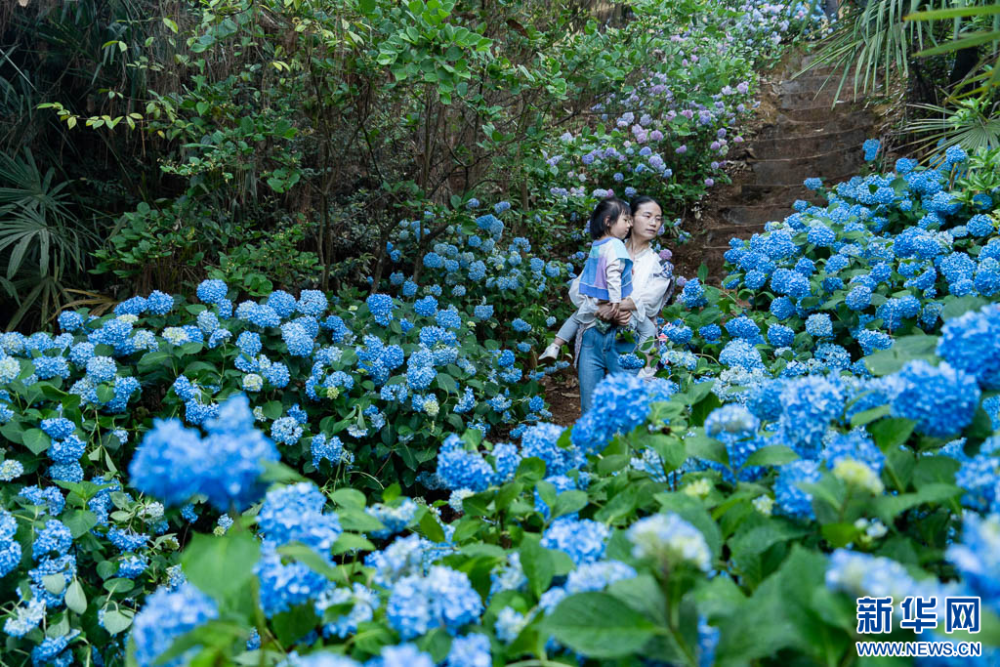 昆明市郊野公园:绣球花盛放如海,赏花打卡正当时