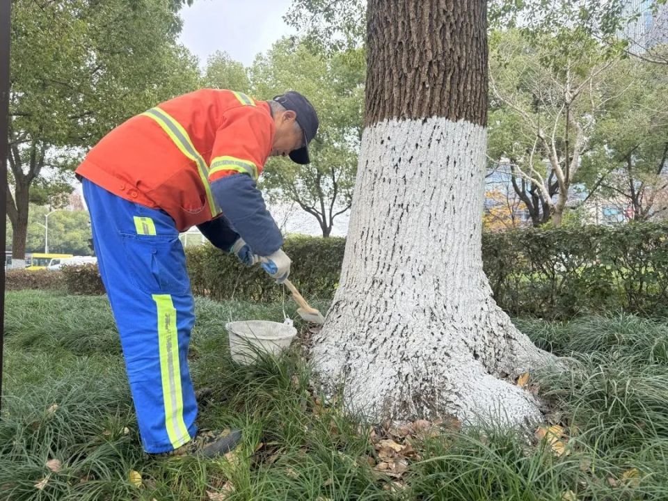 为积极做好绿化防寒防冻,绿化养护人员对不耐寒植物的主干缠绕保温带