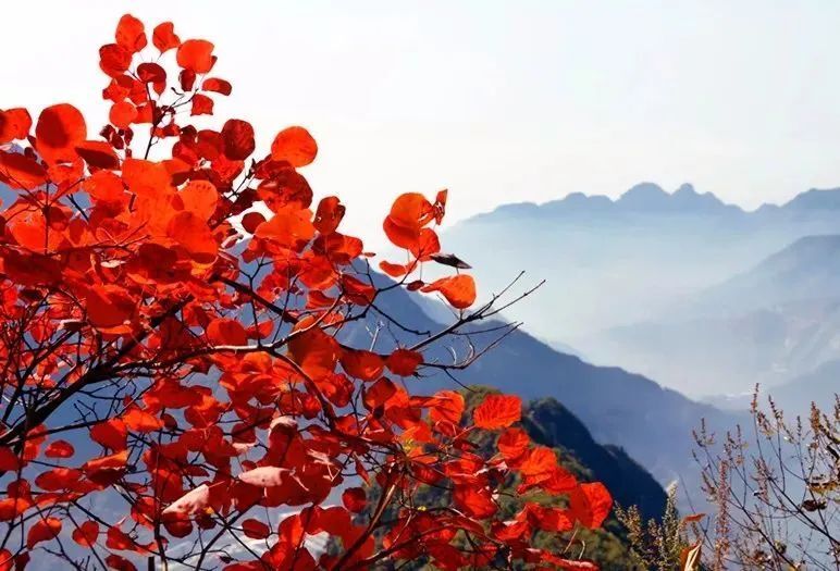 所以,为全国十大红叶风景区之一,是北京香山的20倍,仙台山的红叶,多达
