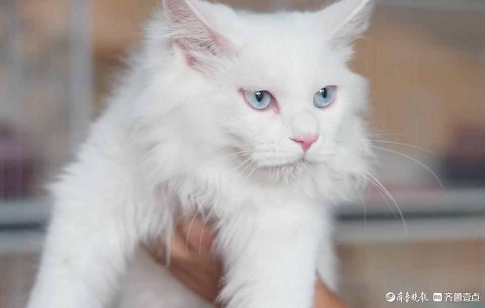 好山东|运河文化活化石,临清狮猫从濒危到重生的强势回归路