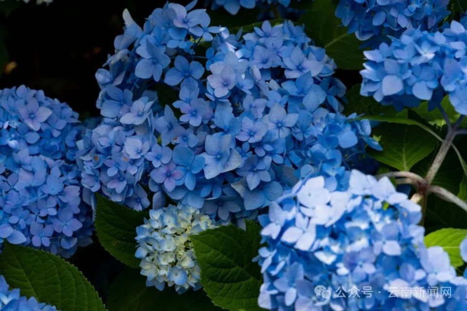 【行摄云南】绣球花开夏日美