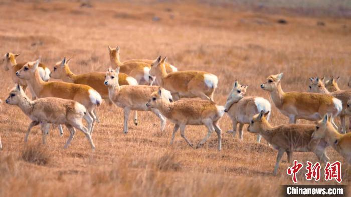 中国国家一级保护动物普氏原羚成群出现,它们在草场上奔跑撒欢,惬意