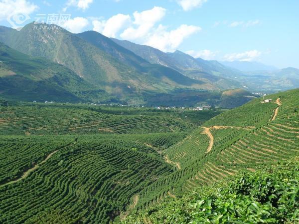 保山隆阳:深耕一粒咖啡豆 做好增收大文章_腾讯新闻