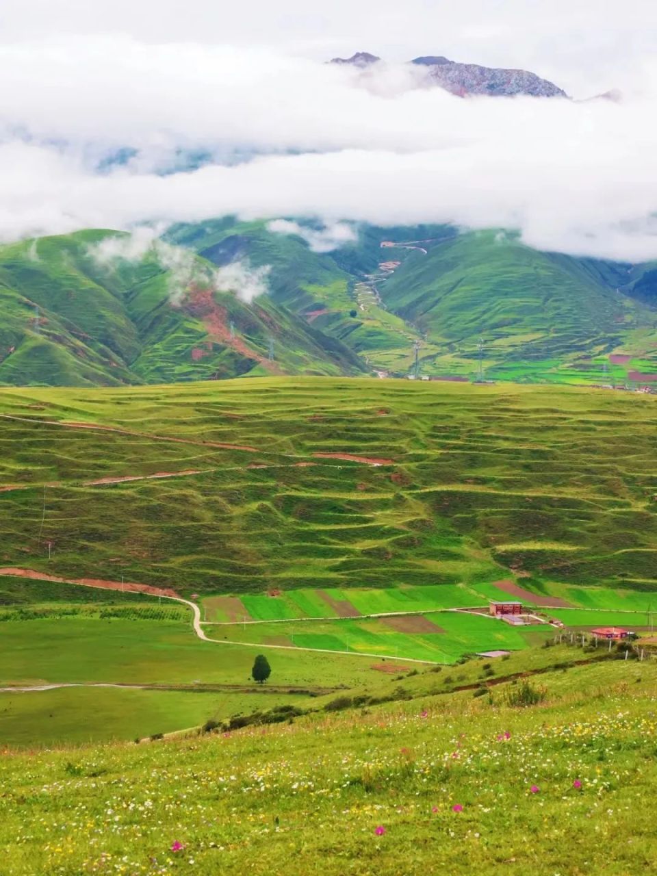 不如来甘孜"巴太"的家乡,邂逅开满鲜花的空中草原!