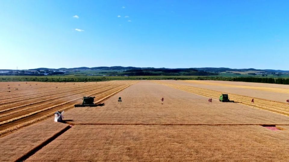 建边农场"一亩田"小麦丰收场景(郭利坤  摄)8月2日,在建边农场"幸福
