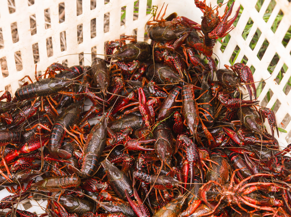 直击南县小龙虾养殖基地虾在稻中游稻虾两相欢