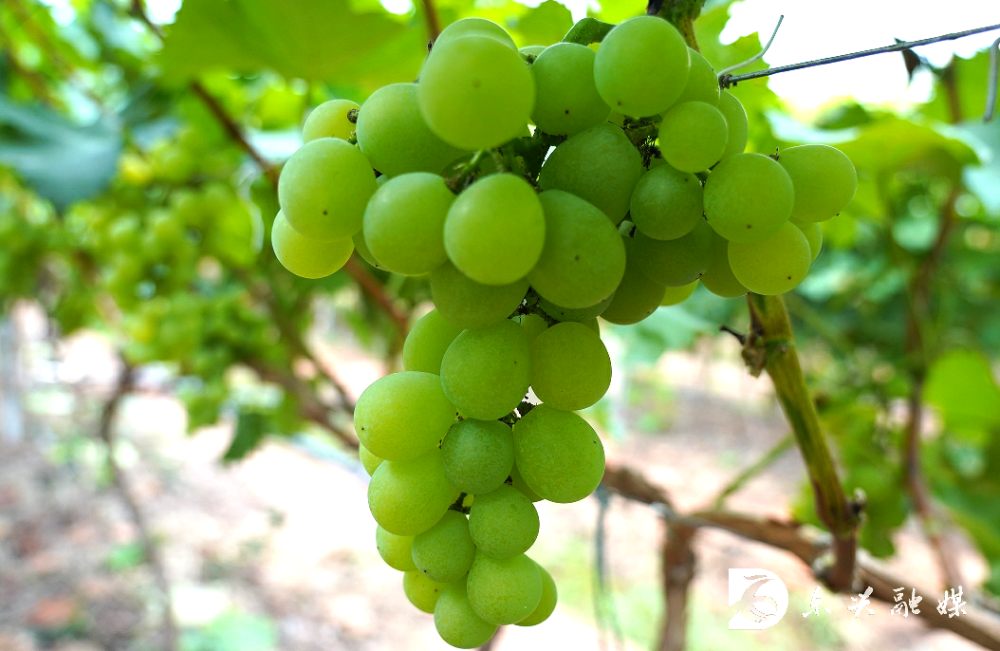 葡萄采摘正当时,快来东兴"萄"醉一夏
