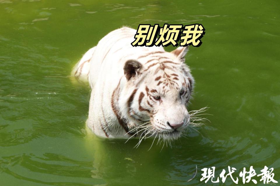 饲养员介绍,水豚天气一热,基本上是待在水池里不出来的.