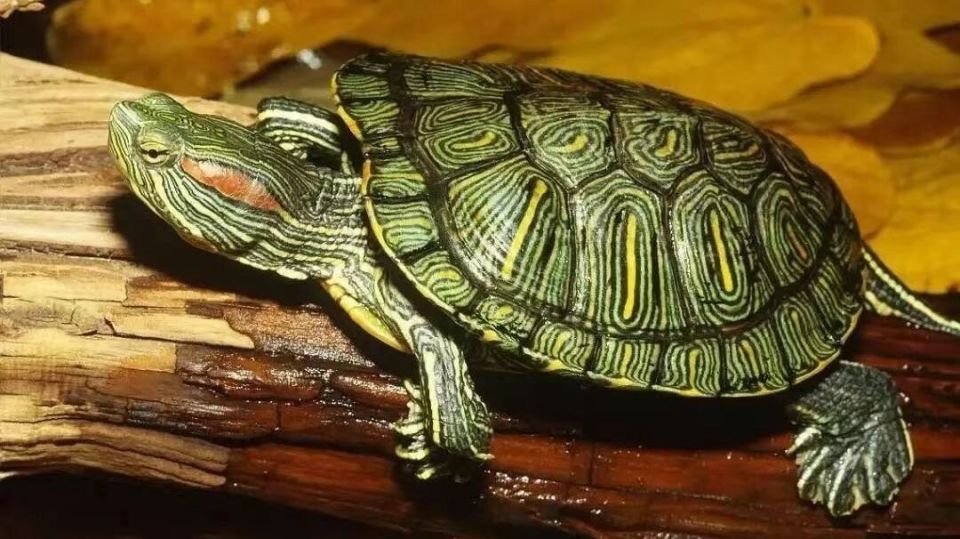 水母,陆生寄居蟹等;哺乳动物类主要是一些迷你型的,像仓鼠,香猪,龙猫