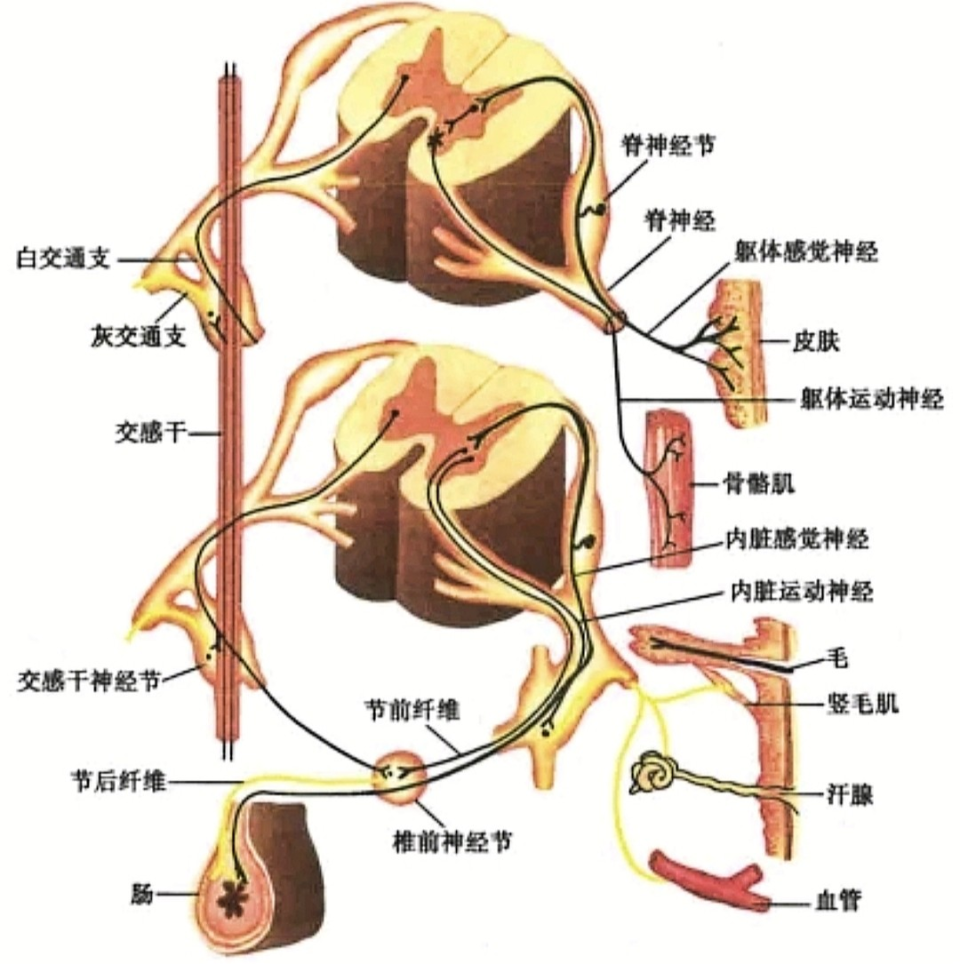 神经中枢位于哪里?图片