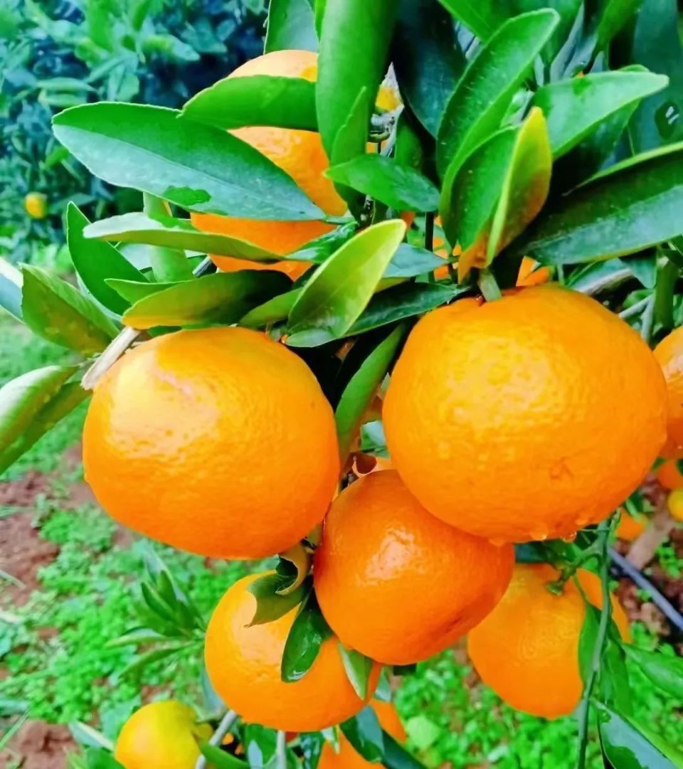 汉中柑橘采摘正当时!