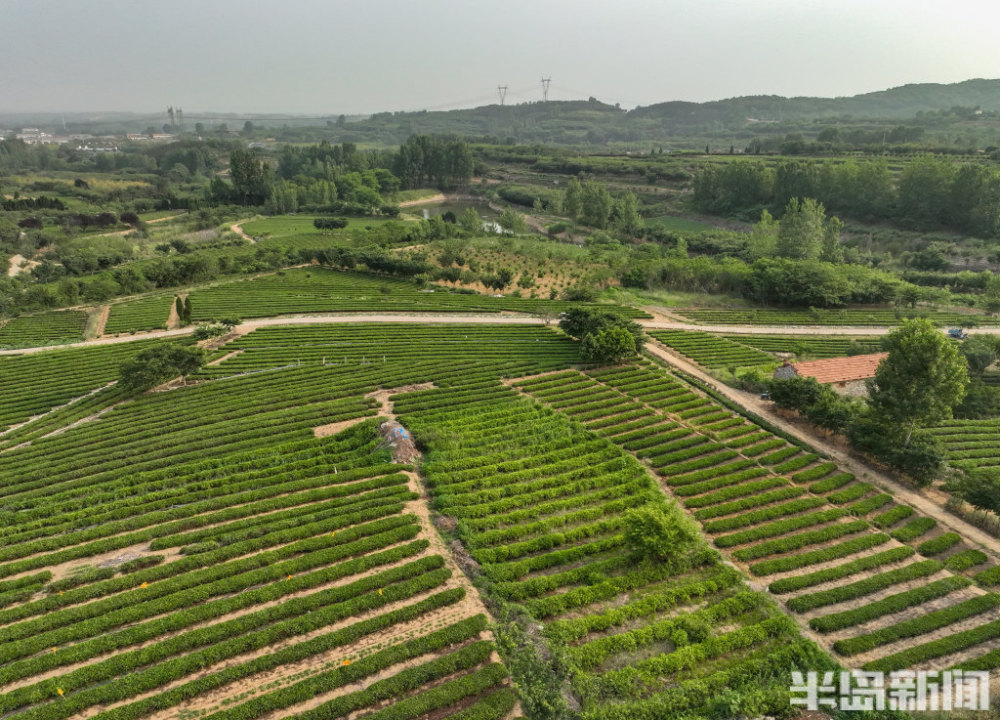 梯田里茶田错综后河西村的茶农正在采茶海青镇茶山社区后河西村村民