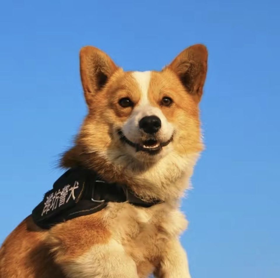 告诉潇湘晨报(报料微信:xxcbbaoliao)记者,这是他第一次尝试带练柯基