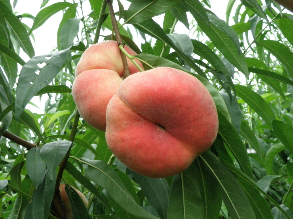 夏日桃子香甜之谜？中科院最新研究揭开蔗糖积累关键机制