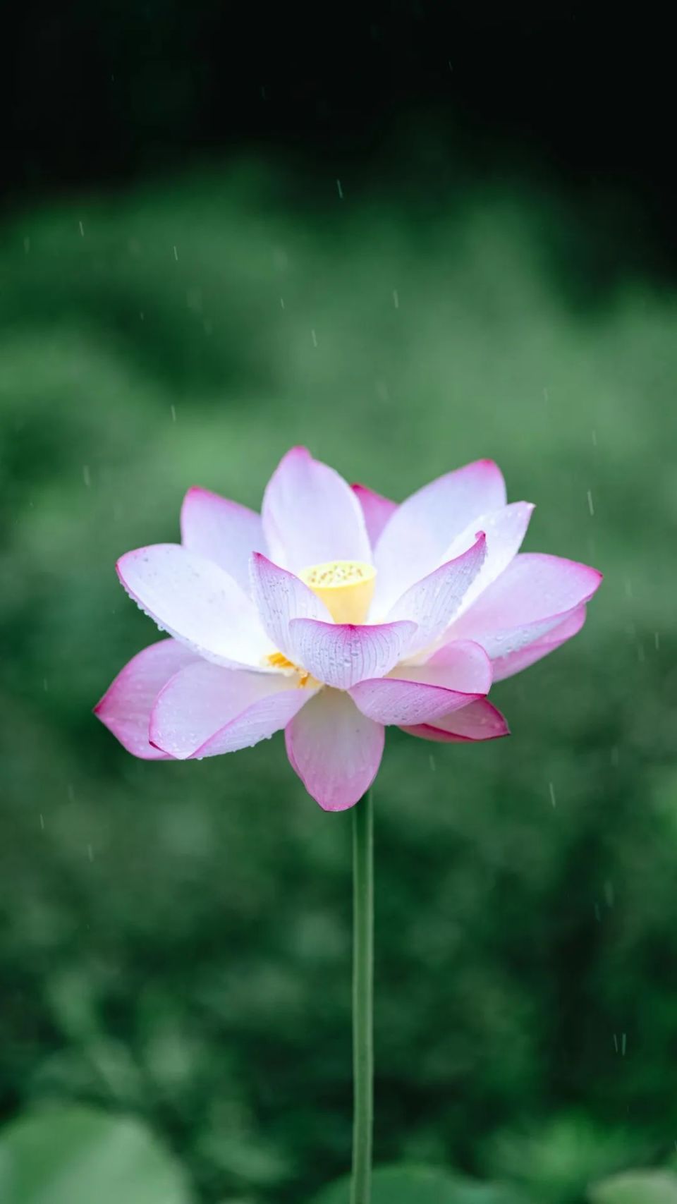 所有夏天的文案,抵不过满池荷花盛开,宝山赏荷正当时