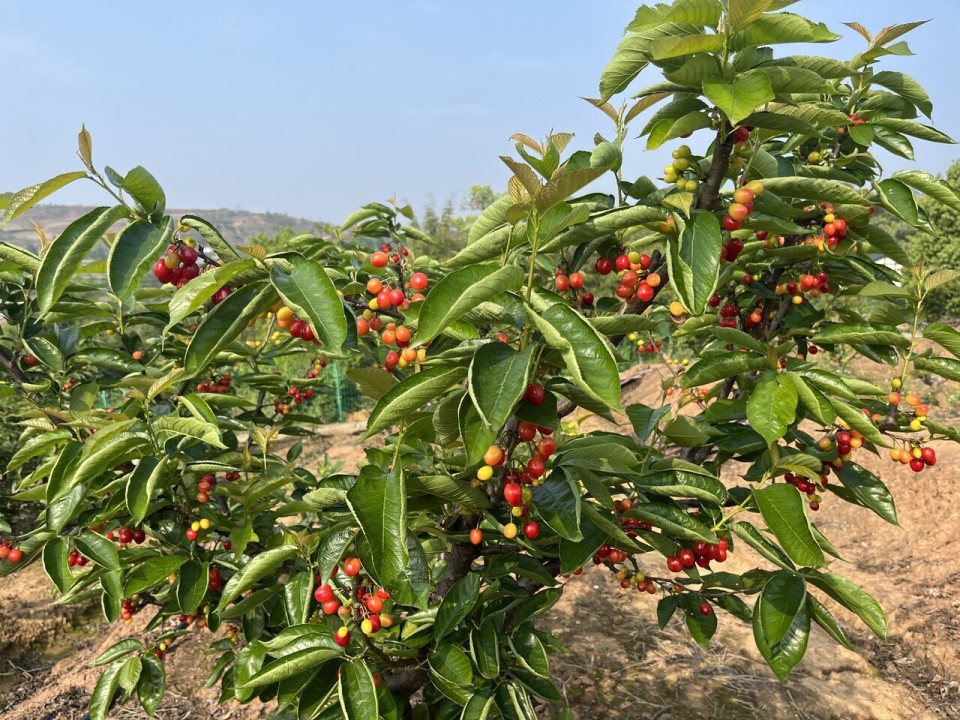 内江威远万亩樱桃正成熟乡村振兴幸福果