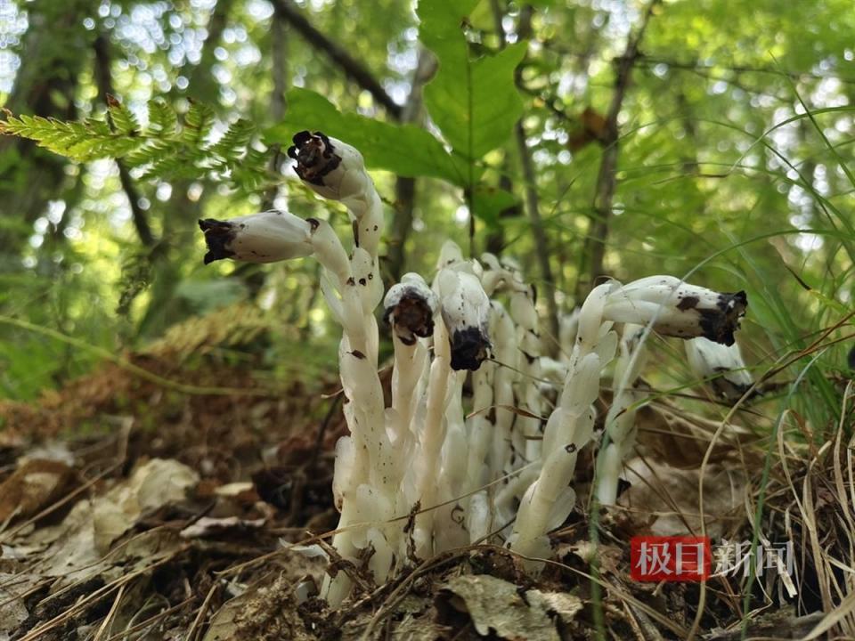 水晶兰花价格及图片图片