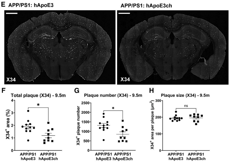 5月齡時,與app/ps1:apoe3小鼠相比,app/ps1:apoe3ch小鼠纖維狀aβ斑塊