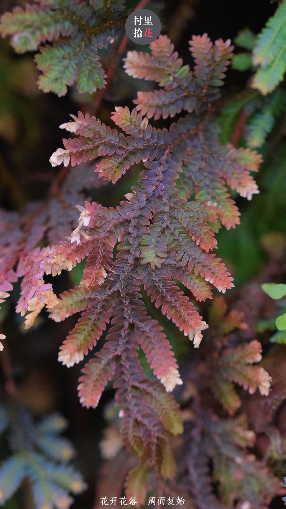 如何让翠云草青出于蓝而胜于蓝?