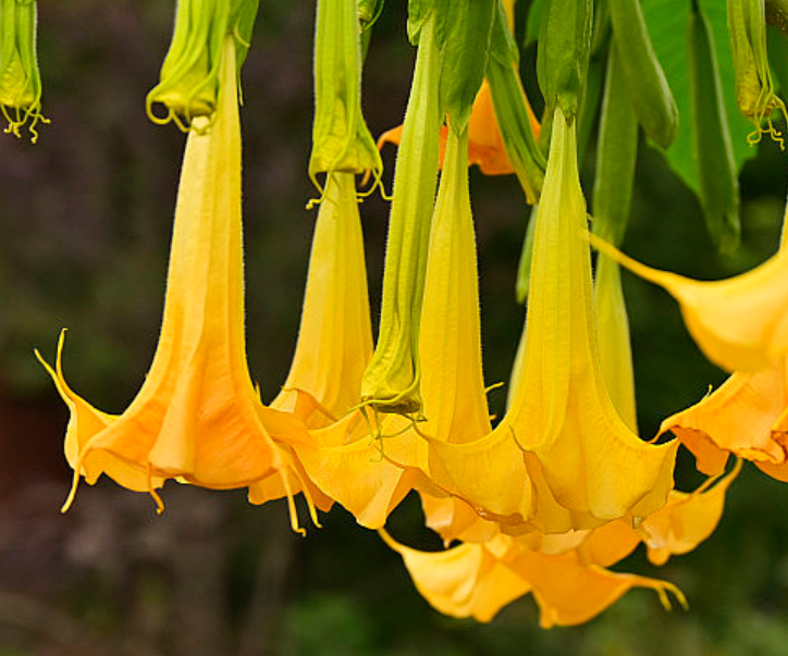 影视剧中的毒物——情花毒是什么毒_腾讯新闻