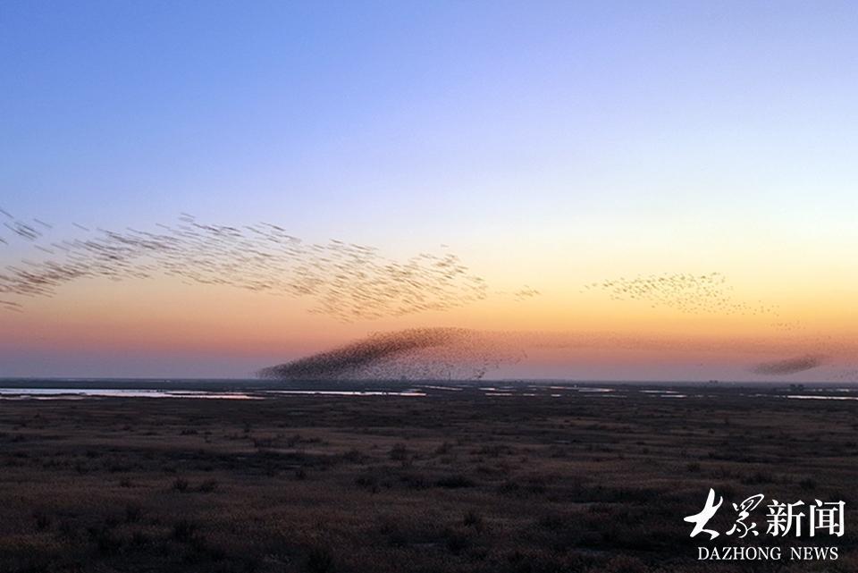 如绸缎、似游龙，黄河入海口湿地上空出现壮观“鸟浪”现象_腾讯新闻