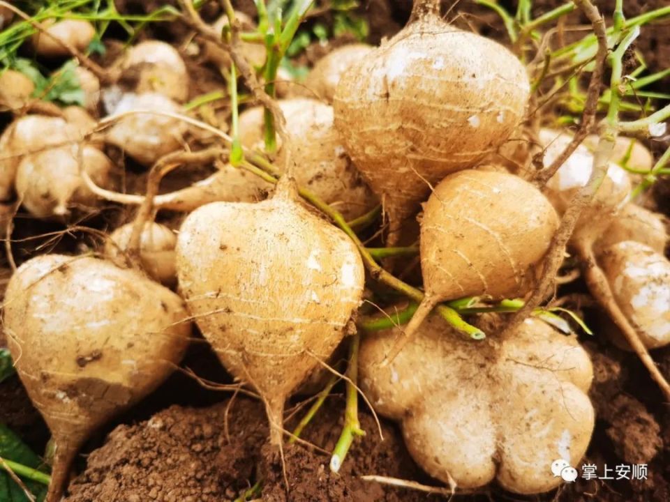 平坝区十字乡云盘村:千亩地萝卜喜迎丰收