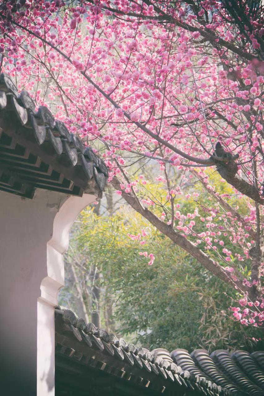 赏花地图来了北京市属公园推出35处清明假期赏花踏青场所