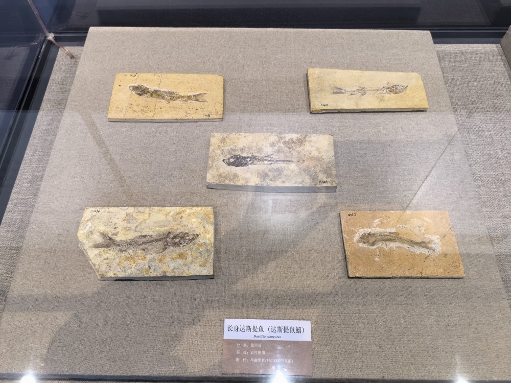 黑龙江省博物馆展出1.3亿年前的鱼化石!