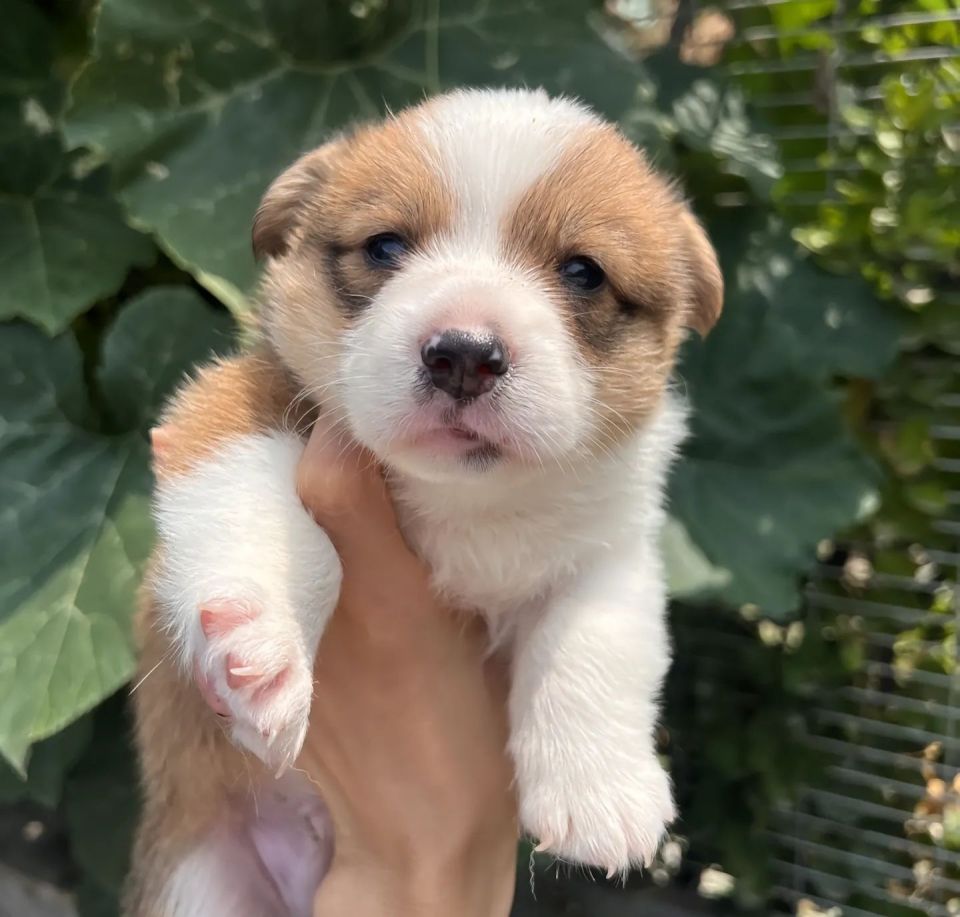 全国首只柯基警犬"入编"前是宠物狗,训导员:腿短不是缺点是优势