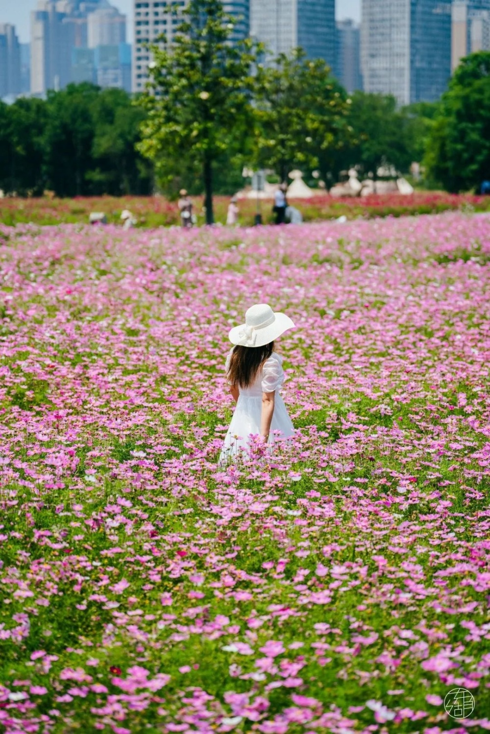 武汉桃花源东湖这里40000㎡格桑花海盛绽