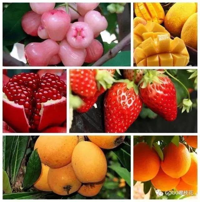 攀枝花水果由于独特的阳光,温度,纬度,品质,口感,甜度都刚刚好,深受