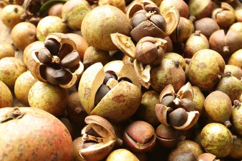 3亿元!广东大力推进油茶产业发展