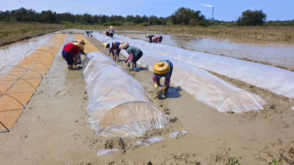 惠东平海镇碧甲村:盐碱地焕发新生机 复耕复种育秧忙