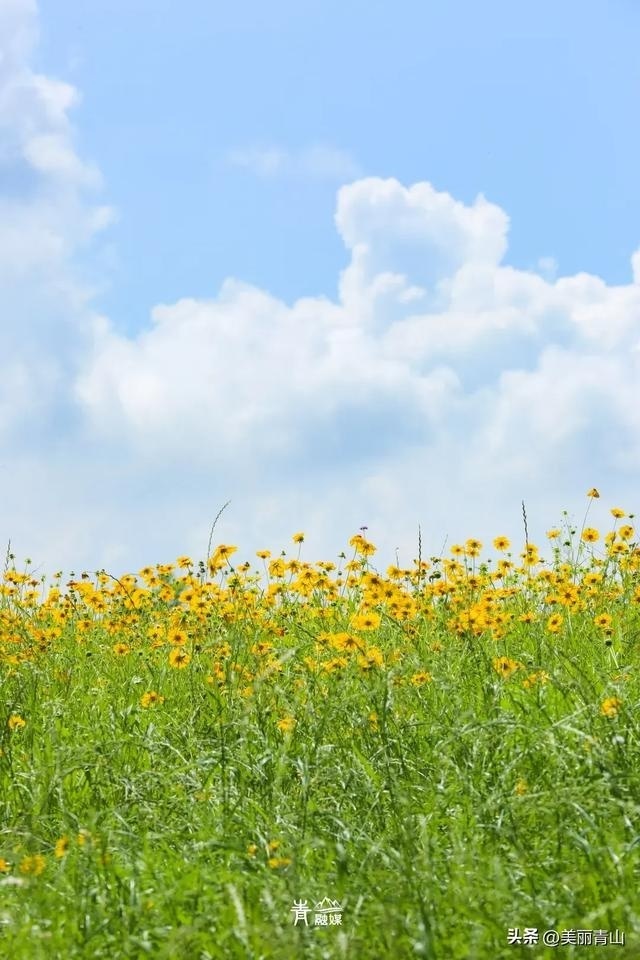 青山夏日花海已上线