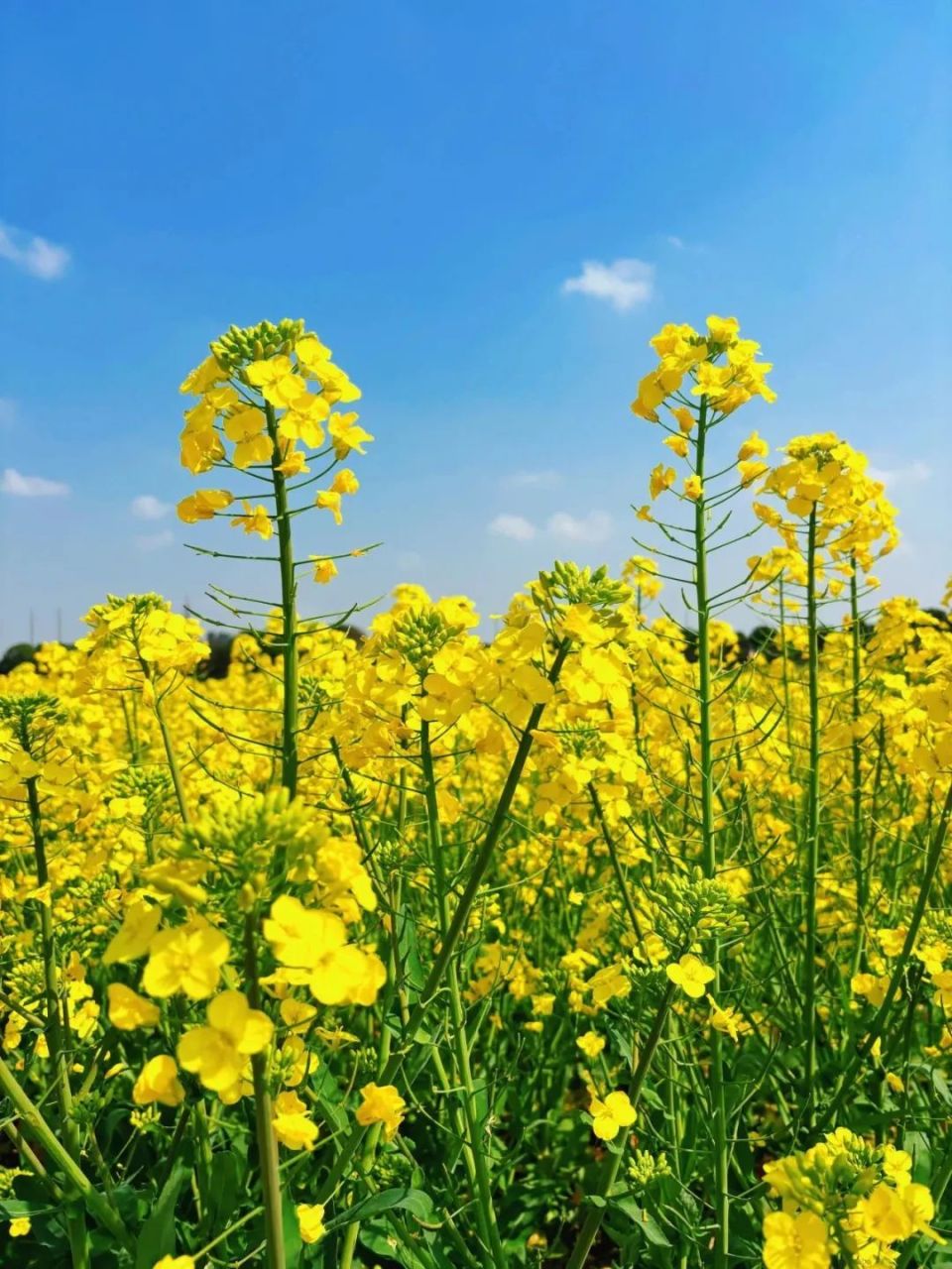 乘坐公共交通去寻找油菜花田吧