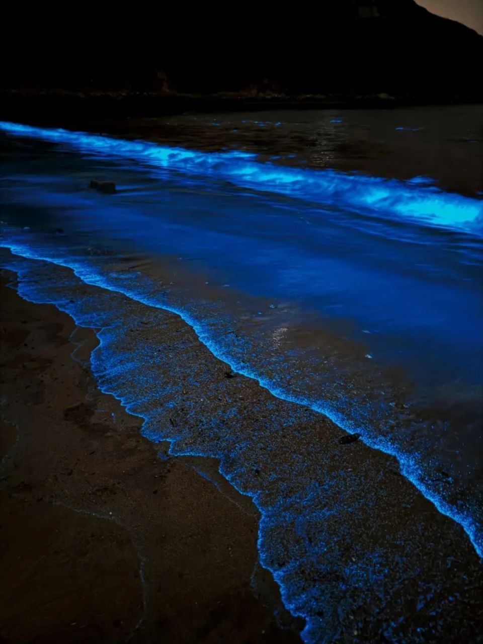 又到一年一度蓝眼泪爆发季!