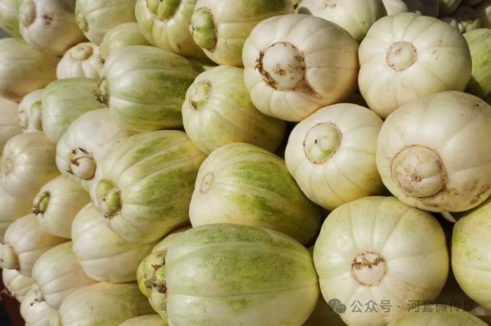 西瓜的含糖量最高可达18%,由于河套地区气