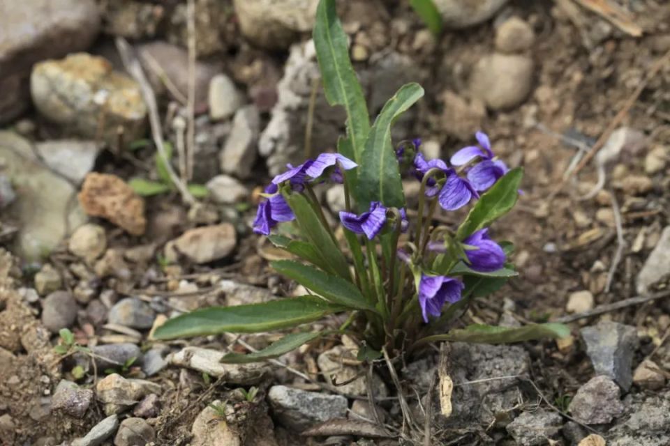 长白山植物千"种"风情~紫花地丁