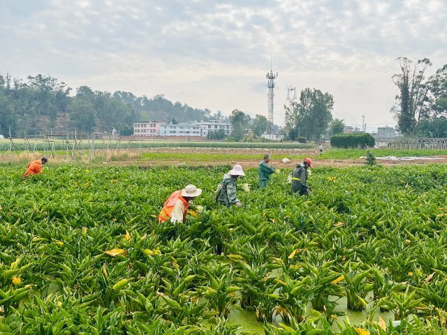 美好生活在云南|玉溪江川50余亩马蹄莲竞相绽放