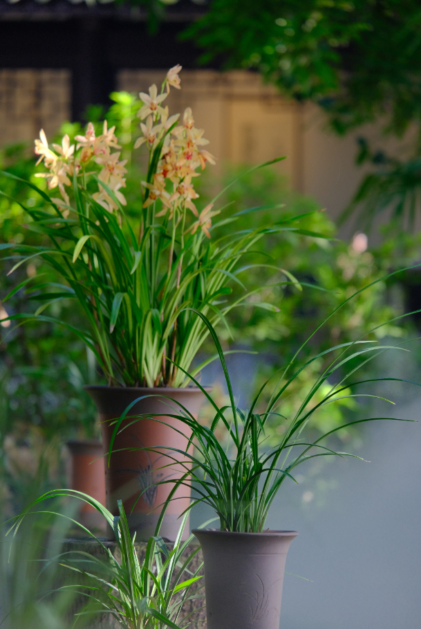 杜甫草堂夏兰芬芳 300余盆兰花集中亮相