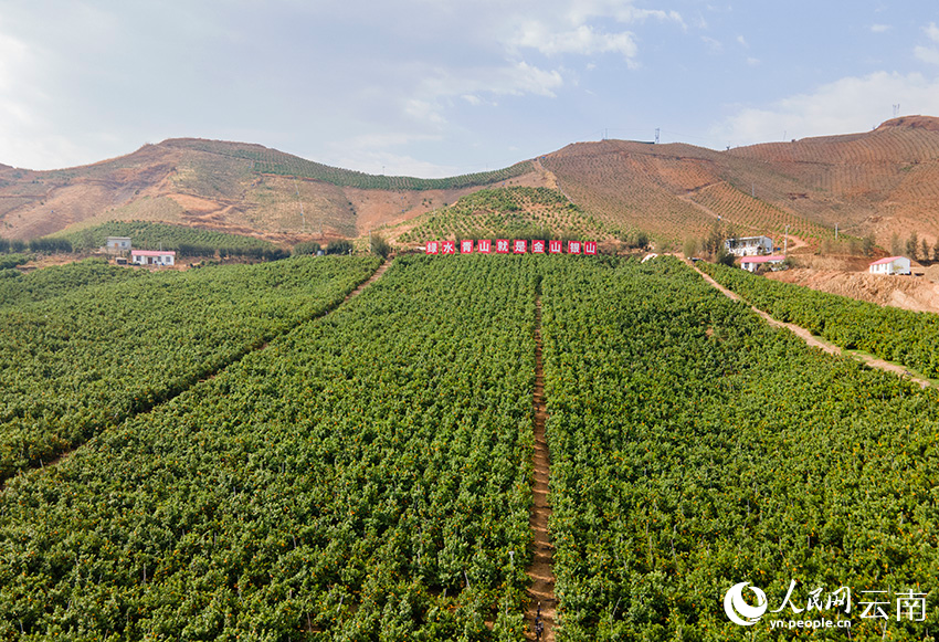 宾川县的万亩柑橘示范园.
