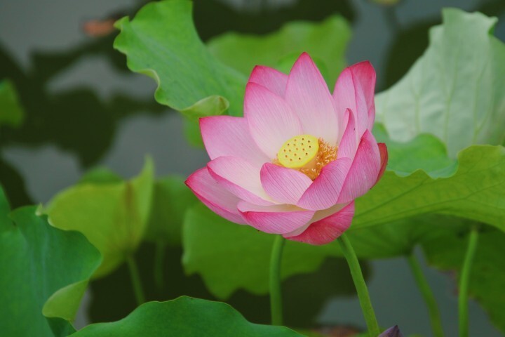 仙女散花,白雪公主,青毛节,玉蝶,粉霞……西湖荷花居然有这么多品种!