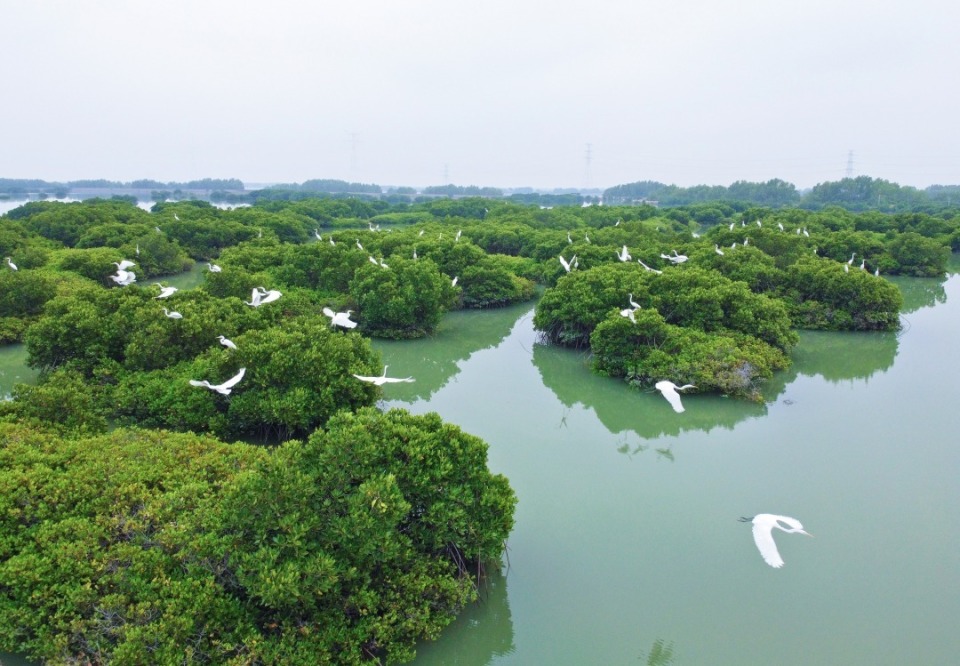 且趁东风展新卷丨千亿尾对虾从这里游向全国_腾讯新闻